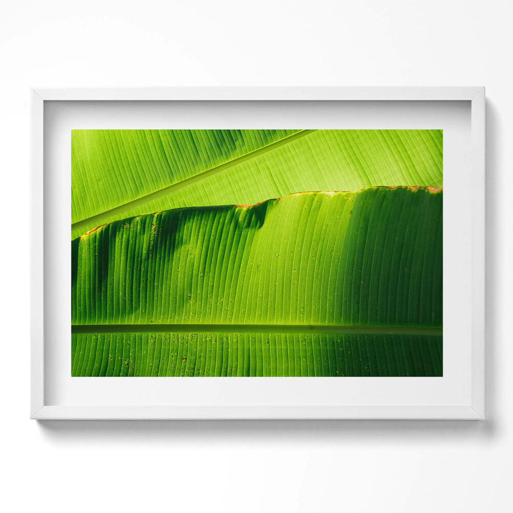 Kép keretben Zöld banánlevél részlete