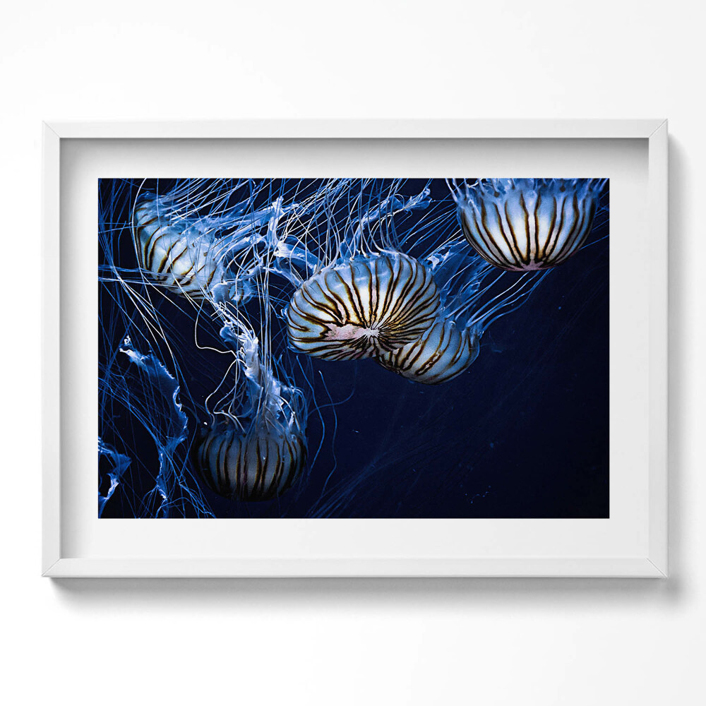 Kép keretben Medúzák az óceánban