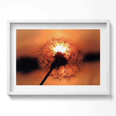 Kép keretben Naplemente egy pitypang mögött