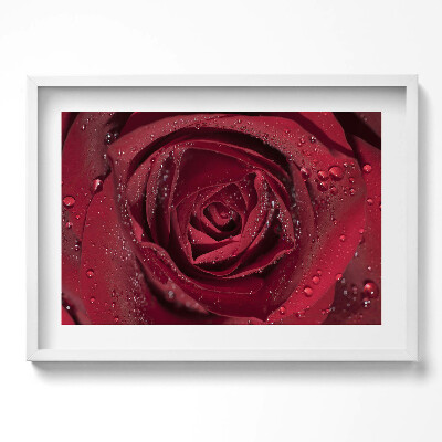 Kép keretben Piros rózsa esőcseppekkel