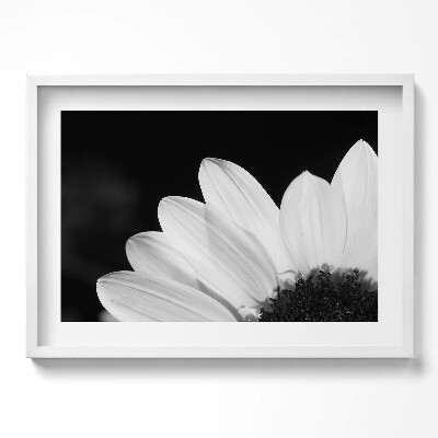 Kép keretben Napraforgó részlete fekete-fehérben