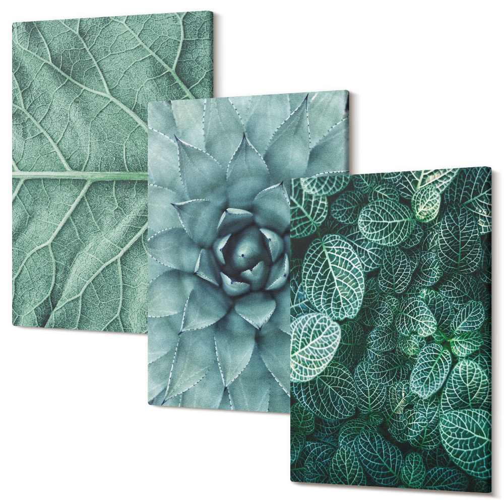 Kép szett triptichon Közeli képek a zamatos növényekről és levelekről