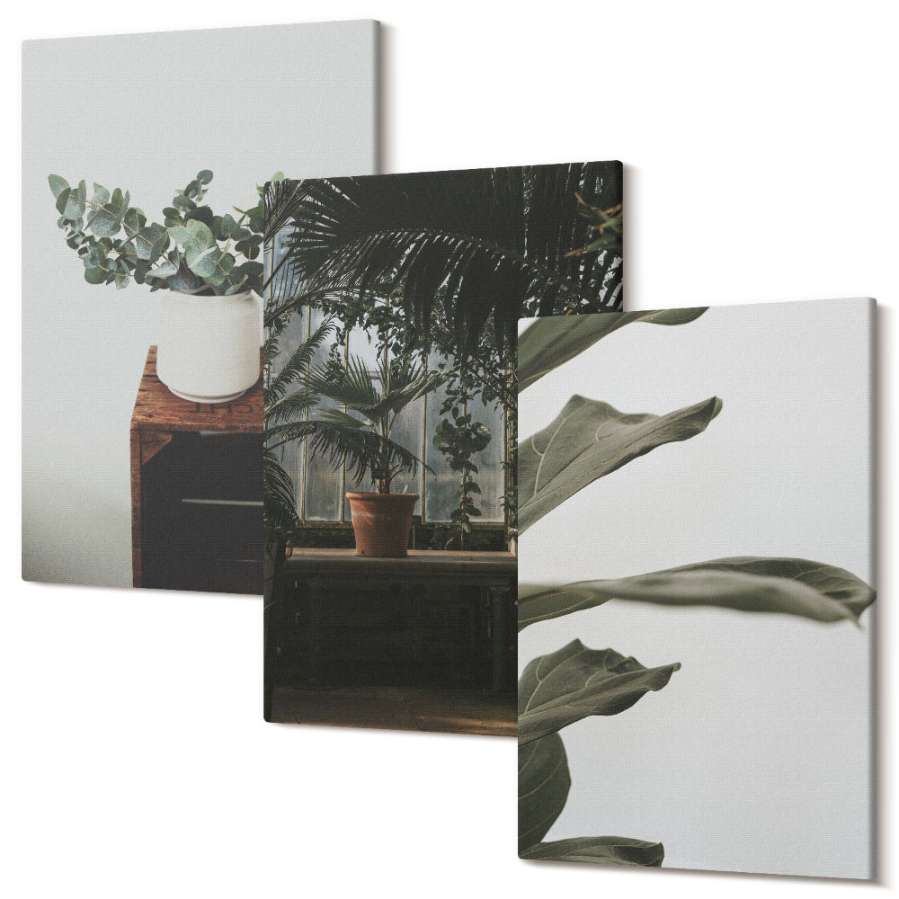 Háromrészes vászonkép szett Cserepes növények rusztikus levelekkel