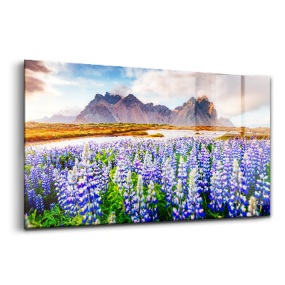 Üvegkép Varázslatos csillagfürt virágok