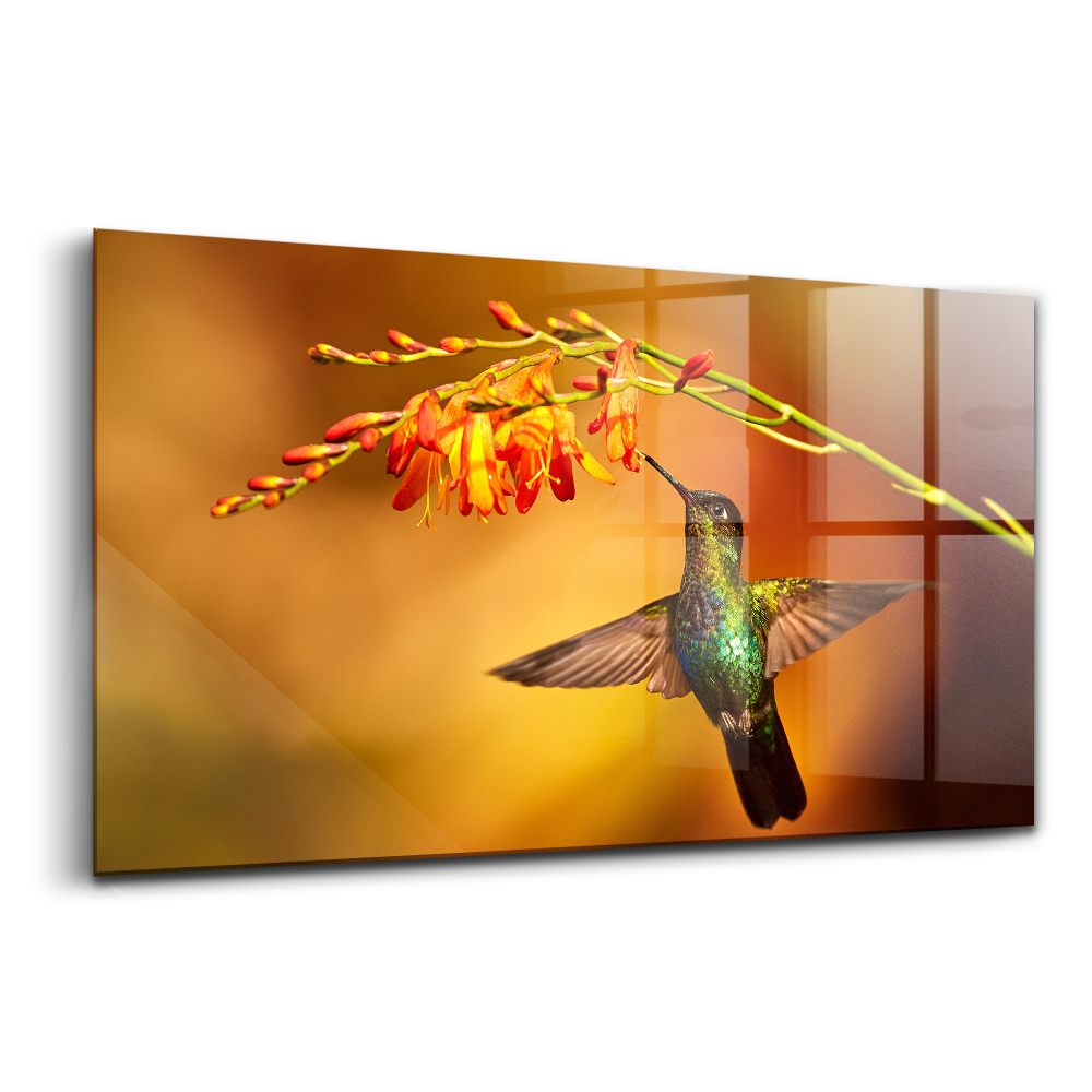 Üvegkép falra Kolibri