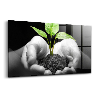 Üvegkép Növény a kezében