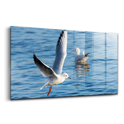 Üvegkép Sirályok Gdyniában