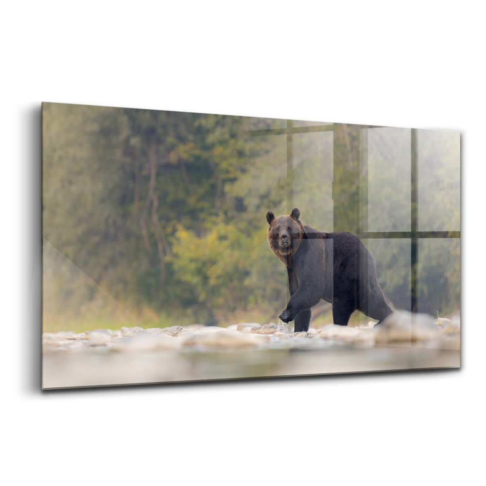 Üvegkép Medve Bieszczadyban