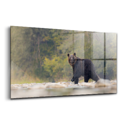 Üvegkép Medve Bieszczadyban