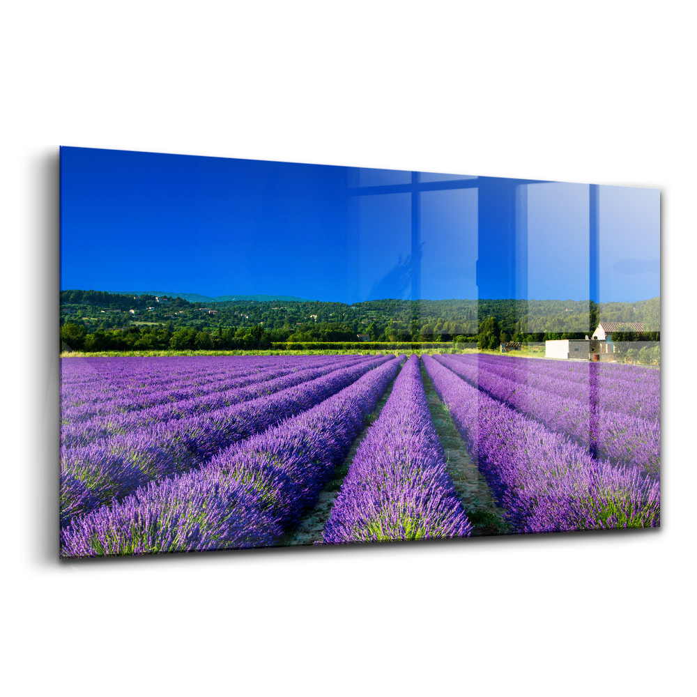 Üvegkép falra Levendulamező Provence-ban